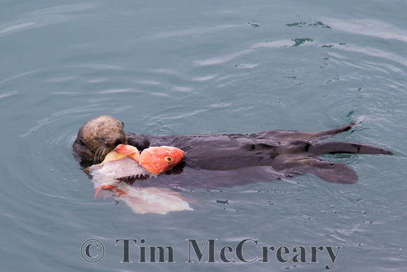 Sea Otter