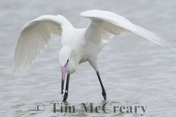 Reddish Egret (White Morph)