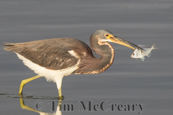 Tri-colored Heron