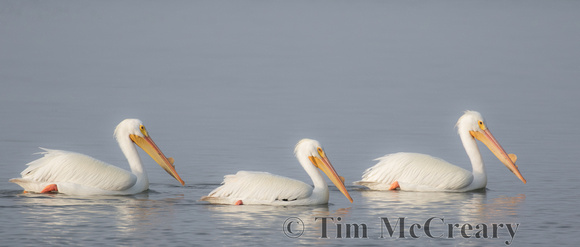 American White Pelican