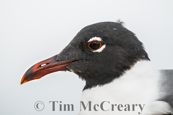 Laughing Gull