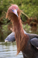 Reddish Egret
