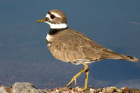 Henderson Bird Preserve