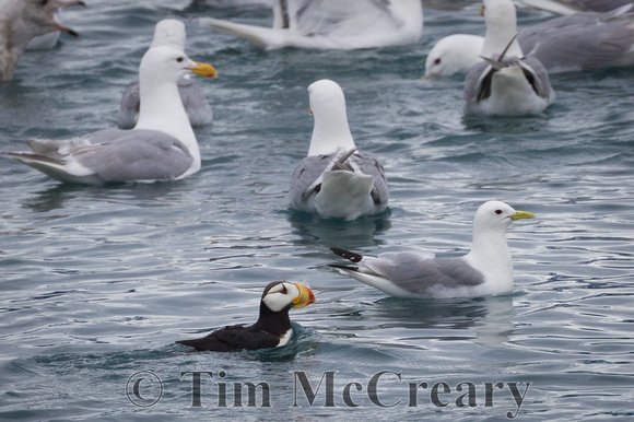 Horned Puffin