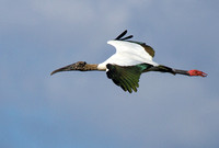 Wood Storks