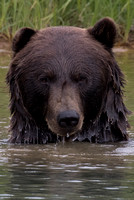 Brown Bear (Grizzly)