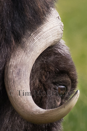 Muskox